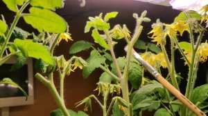 Подрабатываю пчелкой - кисточкой делаю искусственное опыление цветочков томата Черри Турбореактивны