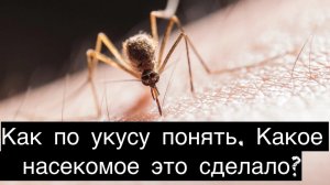 Как понять какое насекомое укусило?