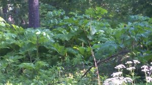 Аксаково. Грибные места