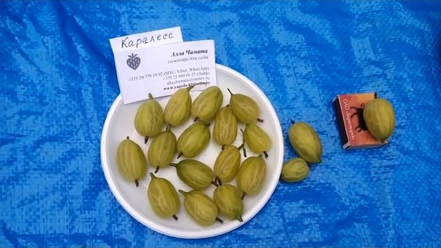 Карелесс - ранний английский сорт-гигант! смотреть онлайн