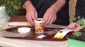 уДАЧное решение. Как вырастить катальпу?