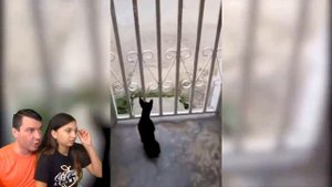 СМЕШНЫЕ КОТЫ и СОБАКИ В ШКОЛЕ ? Животные в ТикТок ! НЕ ЗАСМЕЙСЯ ЧЕЛЛЕНДЖ Funny .mp4
