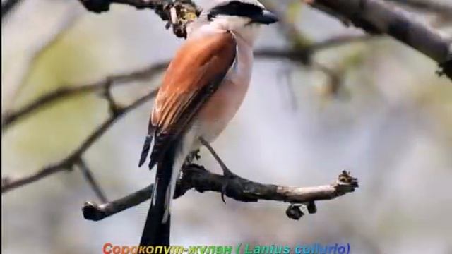 Голоса птиц - Сорокопут-жулан / Lanius collurio / Red-backed shrike