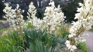 лекарственные растения в саду