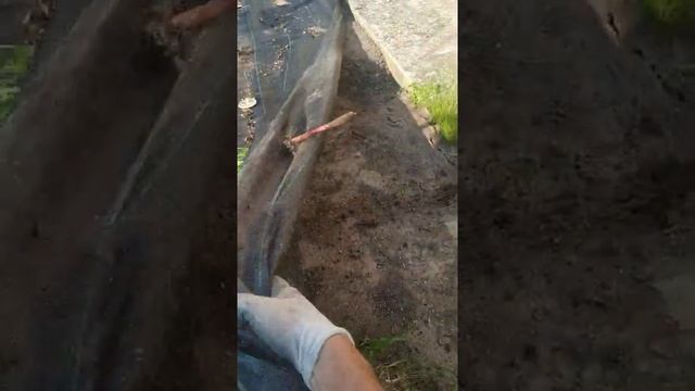 Клубника. Что под агротканью_ Belklubnika.by.mp4 смотреть онлайн