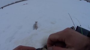 НЕ ОЖИДАЛ ПОЙМАТЬ ЗДЕСЬ ТАКИХ ГОРБАЧЕЙ. ЛОВИМ КРУПНОГО ОКУНЯ НА МОРМЫШКУ.