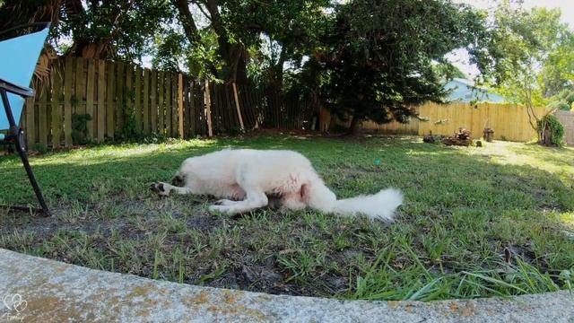 Kuvasz Puppy 1.5 Years and 100lbs Later! смотреть онлайн