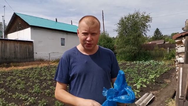 Может ли вырасти ведро картошки в пакете?