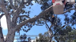 Petzl Zigzag review - Is it good enough to move climbers away from hitch cord to mechanical device?