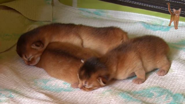 Little steps: newborn aby kittens [kotopurrs] смотреть онлайн