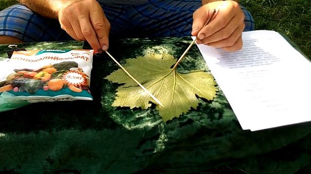 Монофосфат калия. Самый лучший помощник против милдью на винограднике в августе и сентябре. 2в1 смотреть онлайн