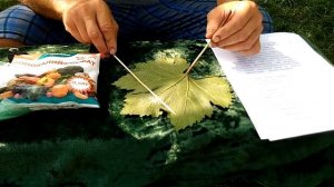 Монофосфат калия. Самый лучший помощник  против милдью на винограднике в августе и сентябре. 2в1