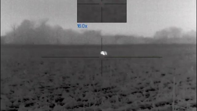 Pulsar xp50 trail 2 coyote hunting смотреть онлайн