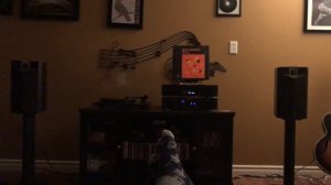 Focal Chorus 706v. Marantz pm5005. Marantz cd5005. Rega RP1. Ortofon 2m red