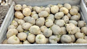 Как правильно выбрать семенной картофель для посадки