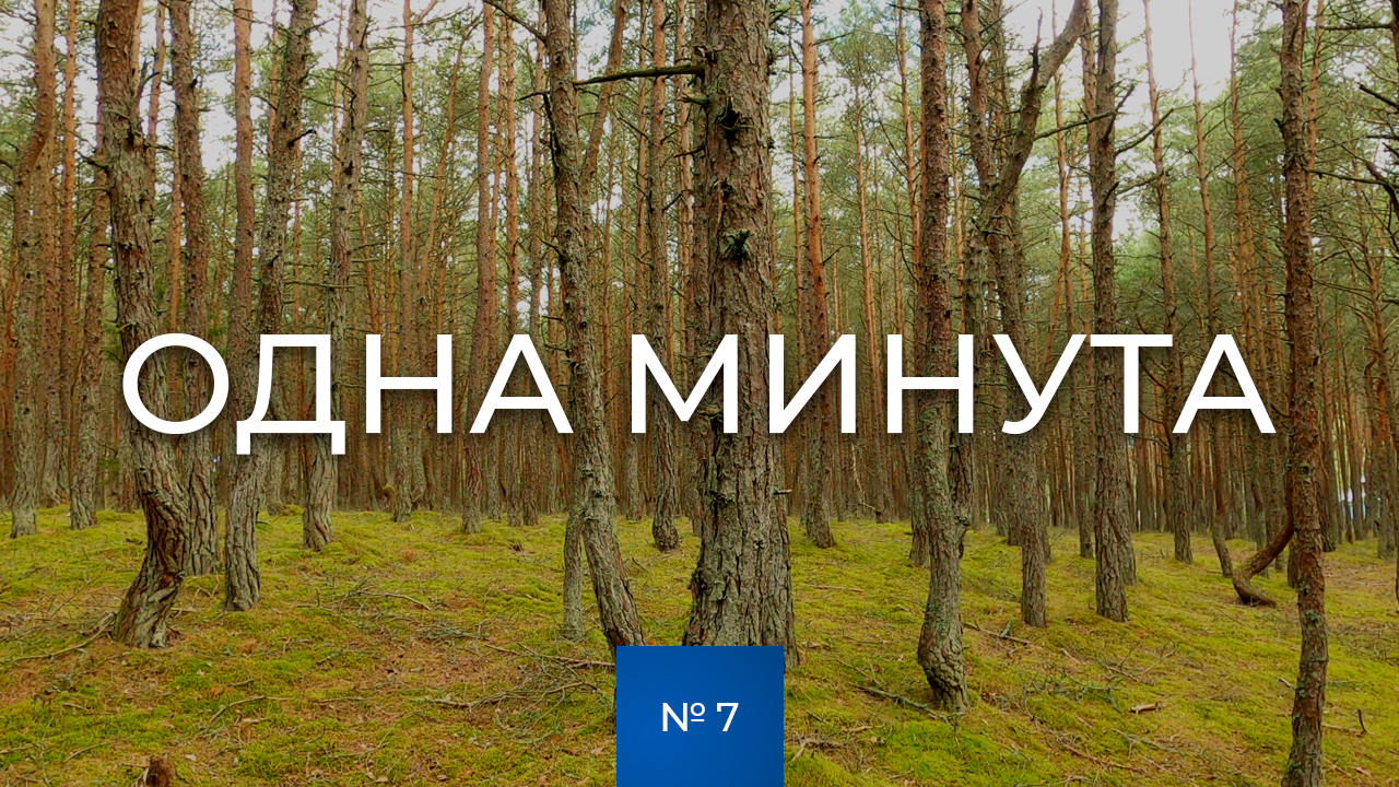 № 7 / Одна минута / Танцующий лес / Лето / Калининградская область