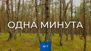 № 7 / Одна минута / Танцующий лес / Лето / Калининградская область