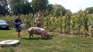 Без выварки не как. Как вывести свинью с сарая?! Вес 152 кг. Откорм свиней. Свиноводство.