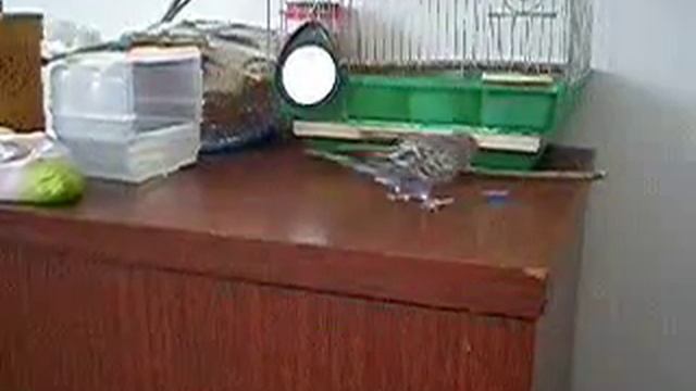 Фишка играет в футбол.wmv смотреть онлайн