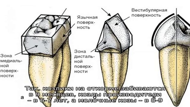 Сколько живут козы?