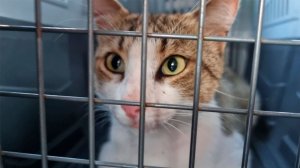 Поймал большого кота!