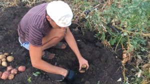 Картофель сортов Бурен и Апачи