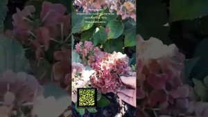 Гортензия Бесконечное лето переход соцветий в красный цвет после от цветания