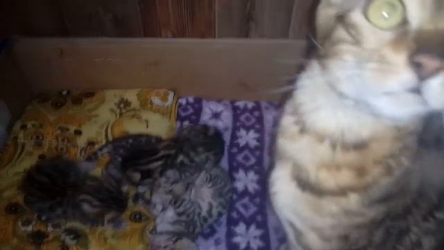 Золото бенгалов, питомник бенгальских кошек Екатеринбург, бенгальские кошки