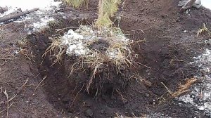 Как Правильно Выкопать Сосну