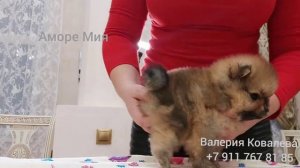 Померанский шпиц, мини, девочка,мишка