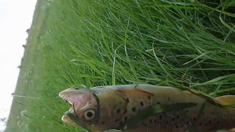 Форель речная