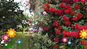 Роза плетистая Байкал (Baikal). Краткий обзор, описание характеристик, где купить саженцы