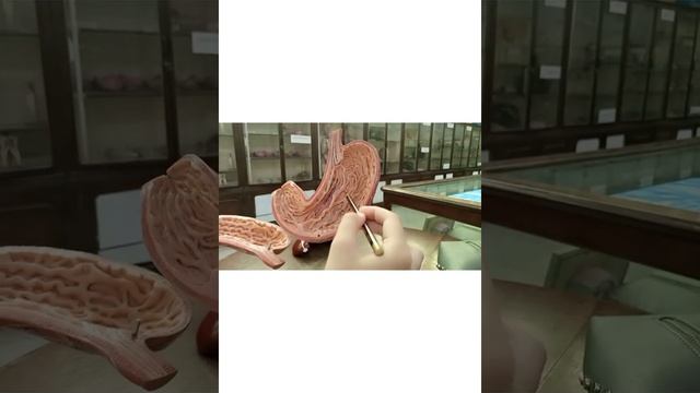 Stomach model( GIT module) смотреть онлайн