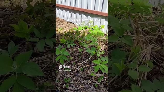 Сорняк сныть на участке. Часть 1_ Темпы роста.