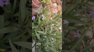 Mexican petunia (Ruellia simplex) - Plant Identification flowers rose merigold most beautiful flowe