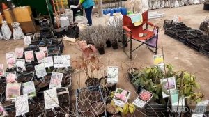 в саду посажу гибискус и гортензию