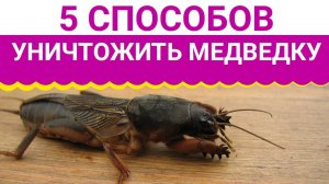 5 ПРОСТЫХ СПОСОБОВ КАК ИЗБАВИТЬСЯ ОТ МЕДВЕДКИ!
