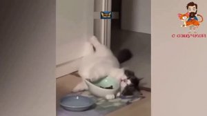 мемы с котами топ академия