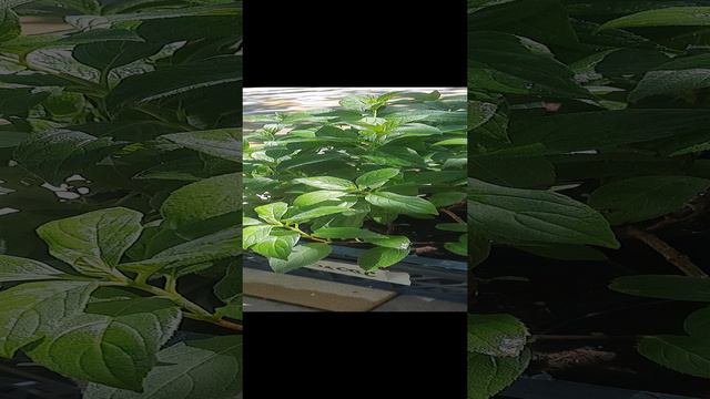 Гортензия метельчатая