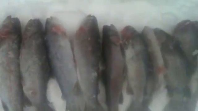 Зимняя рыбалка на Камчатке winter fishing from Kamchatka. смотреть онлайн