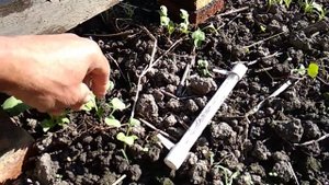 13 октября. Редис не растёт.