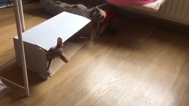 Devon Rex i sphynx смотреть онлайн