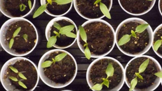 Посадка огурцов в июле в открытый грунт смотреть онлайн