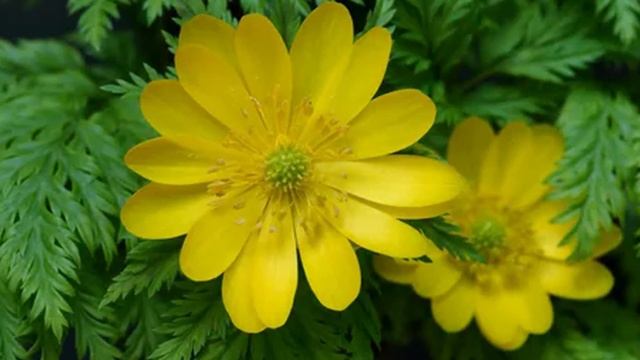 ПРОВЕРЕНО ВРЕМЕНЕМ. АДОНИС ПОЛЕЗНЫЕ СВОЙСТВА. смотреть онлайн