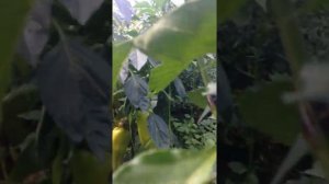 Вот это порадовал сорт сладкого перца Козий рог))))