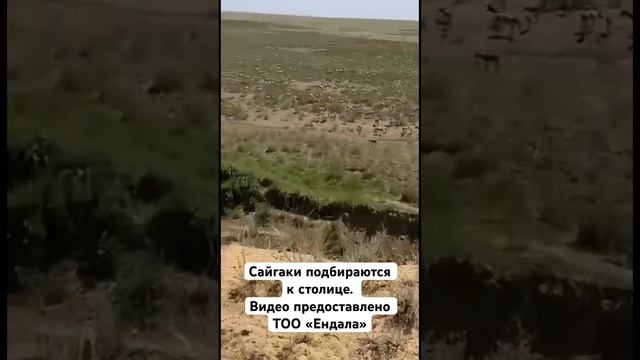 Сайгаки подбираются к столице. Видео предоставлено ТОО «Ендала»