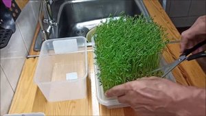 Проростки чечевицы до зелёной травки+рецепт смузи