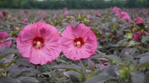 Summerific Hibiscus from Proven Winners