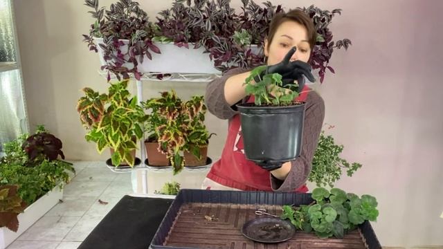Омолаживание старого куста пеларгонии