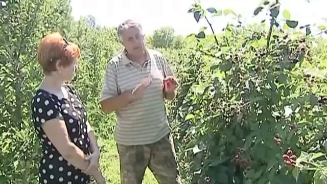 Ежевика, уход, выращивание.